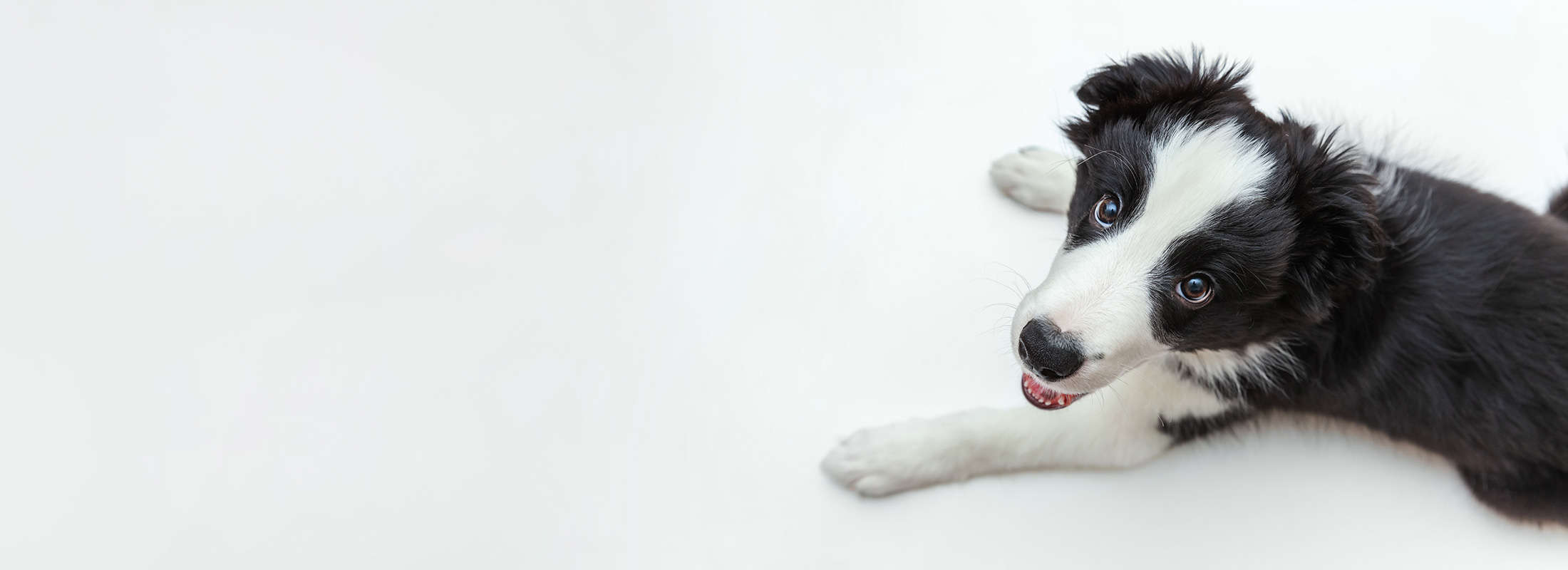 image of cute sheepdog looing up